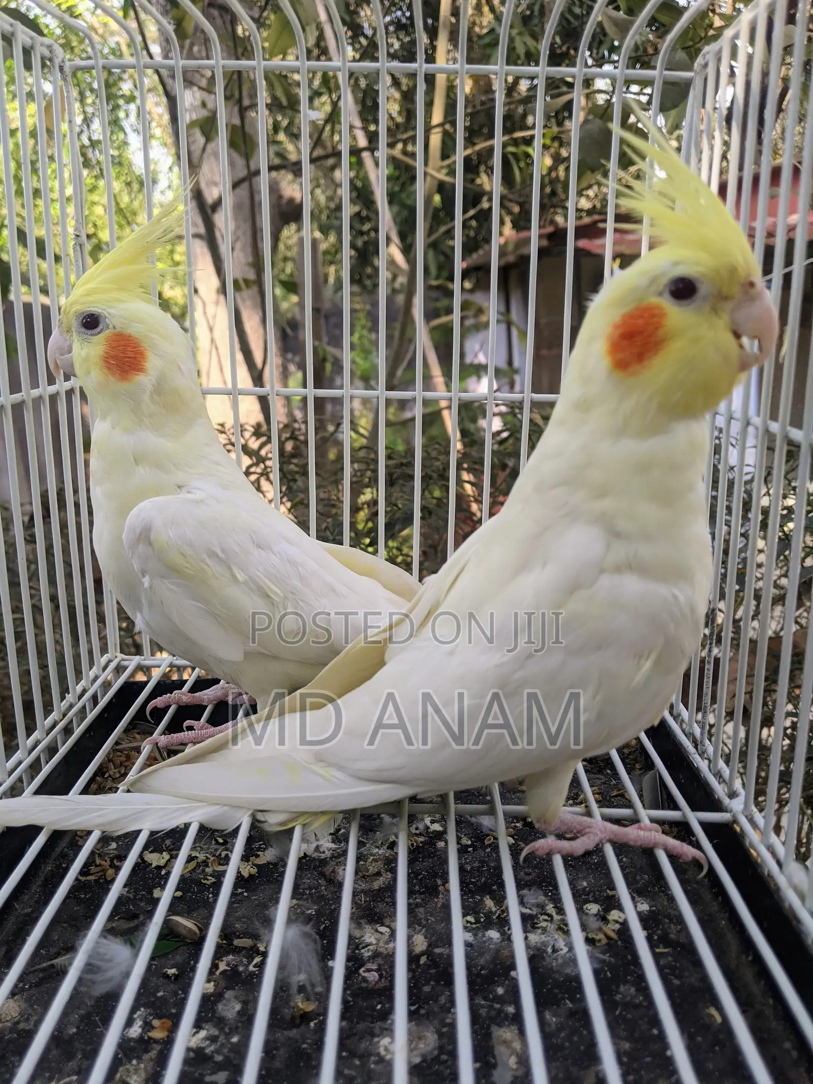 Lutino Cockatiel