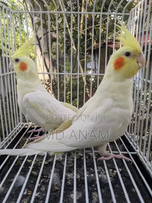 Lutino Cockatiel