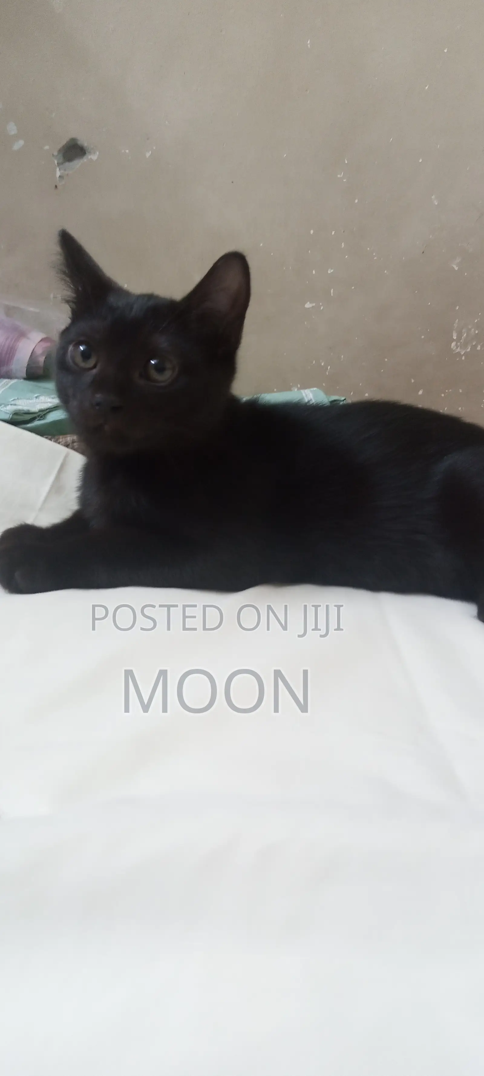 1-3 Months Female Mixed Breed Persian