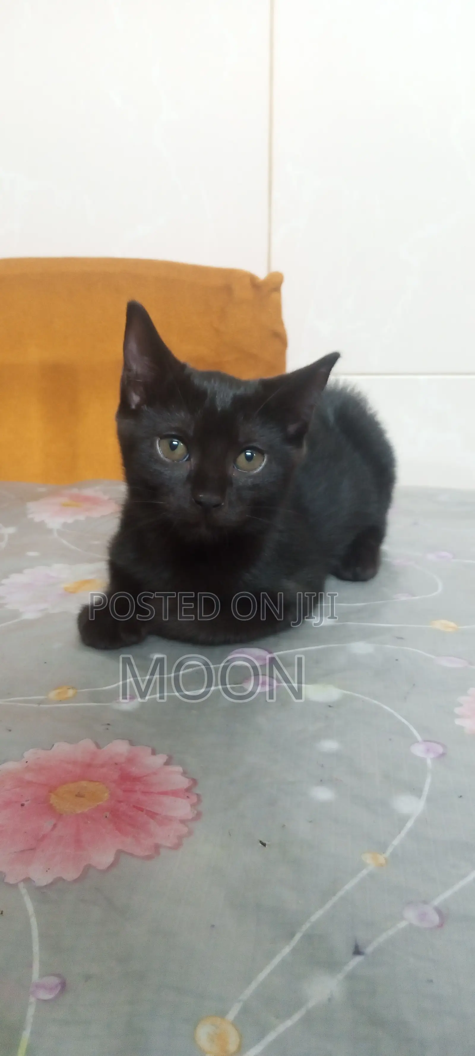 1-3 Months Female Mixed Breed Persian