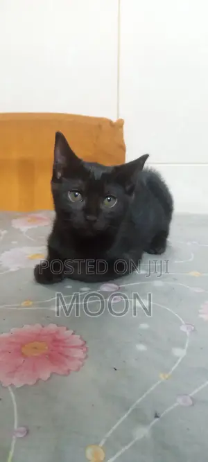 1-3 Months Female Mixed Breed Persian