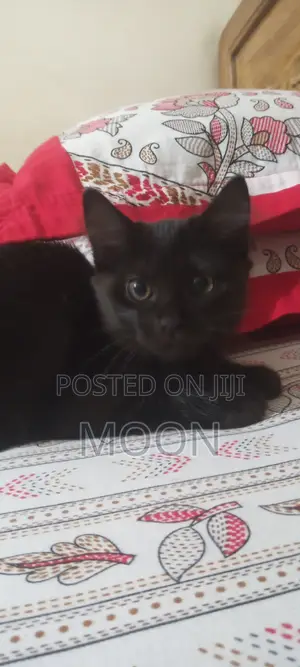 1-3 Months Female Mixed Breed Persian