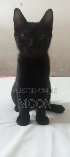 1-3 Months Female Mixed Breed Persian