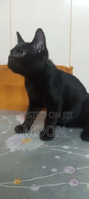 1-3 Months Female Mixed Breed Persian