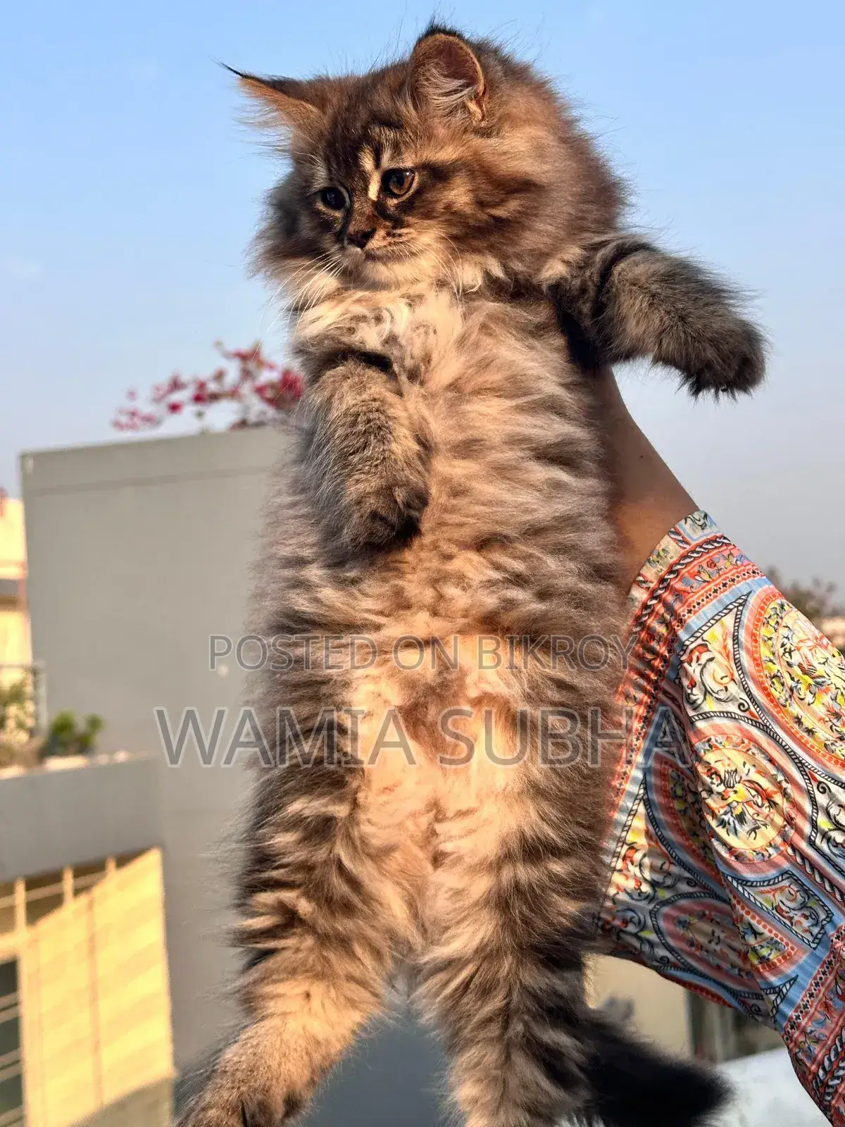 1-3 Months Female Purebred Persian