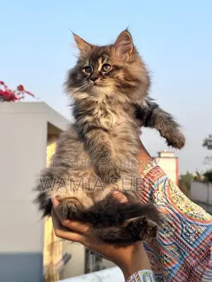 1-3 Months Female Purebred Persian