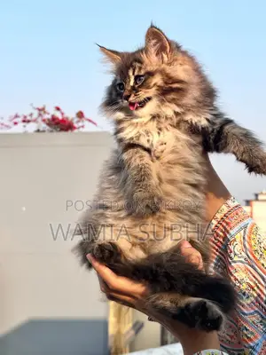 1-3 Months Female Purebred Persian
