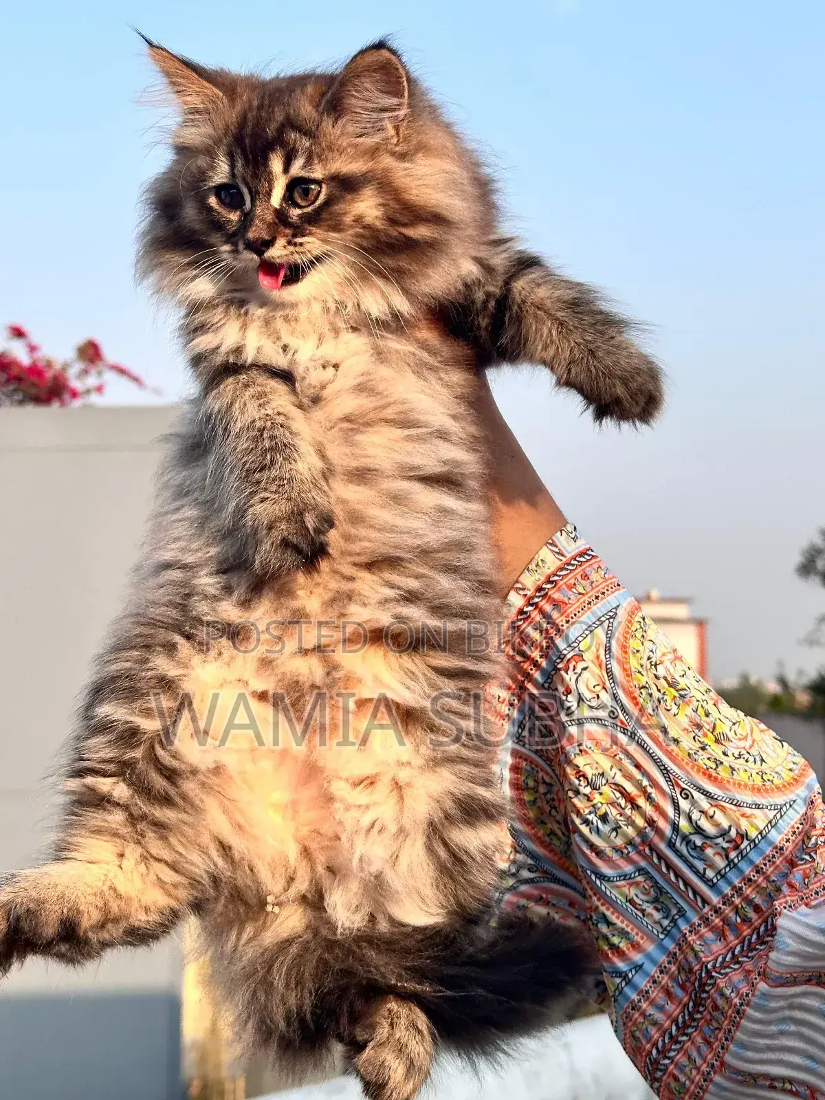 1-3 Months Female Purebred Persian