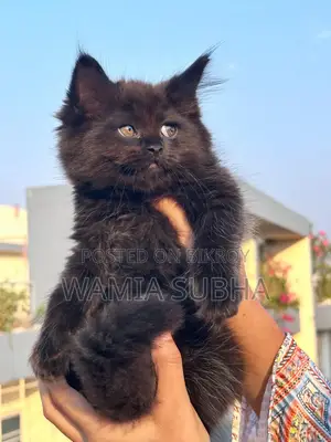 1-3 Months Female Purebred Persian