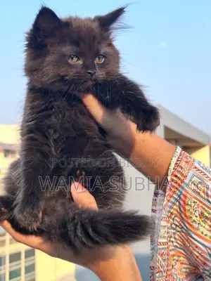 1-3 Months Female Purebred Persian