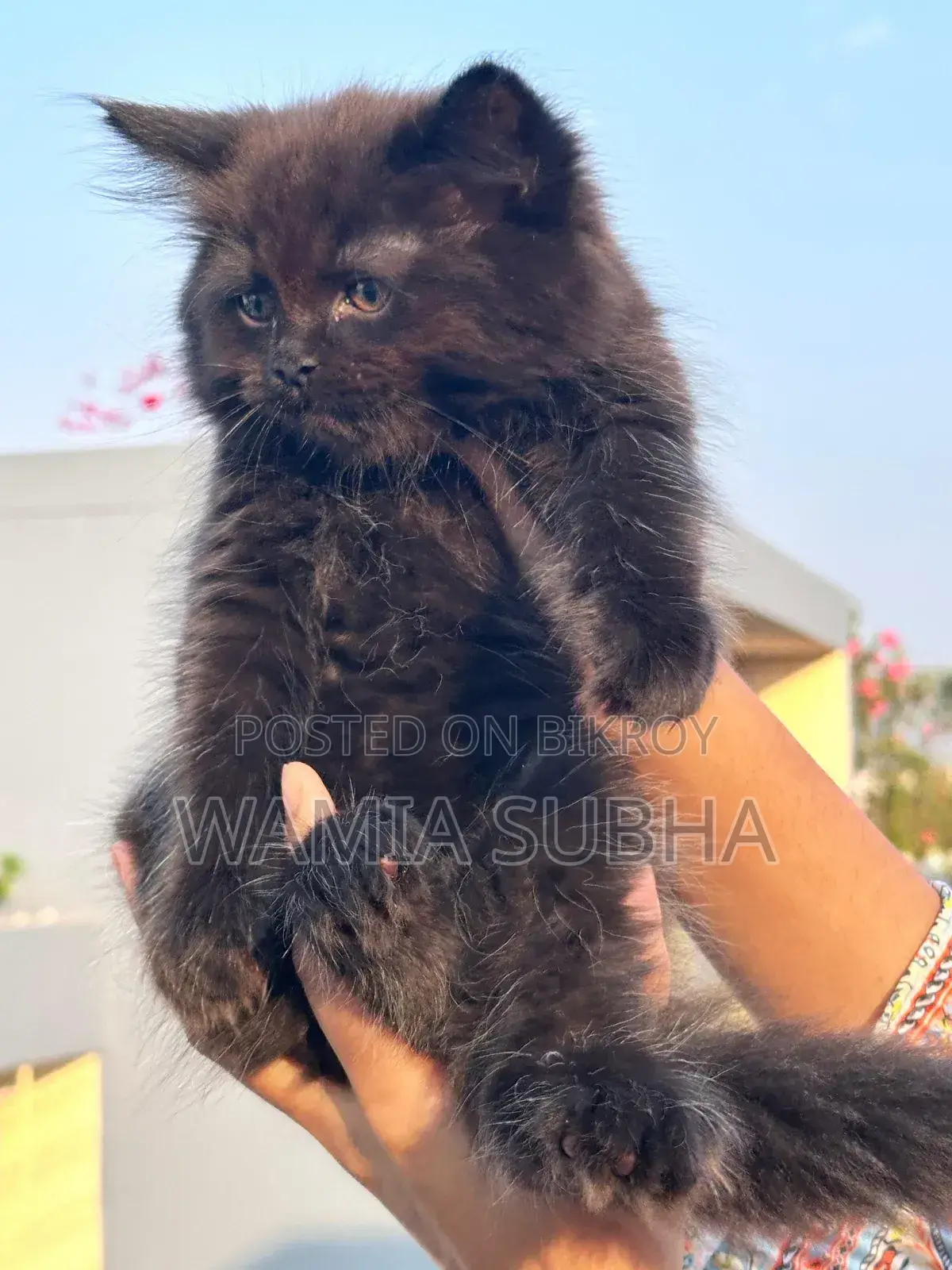 1-3 Months Female Purebred Persian