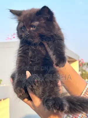1-3 Months Female Purebred Persian