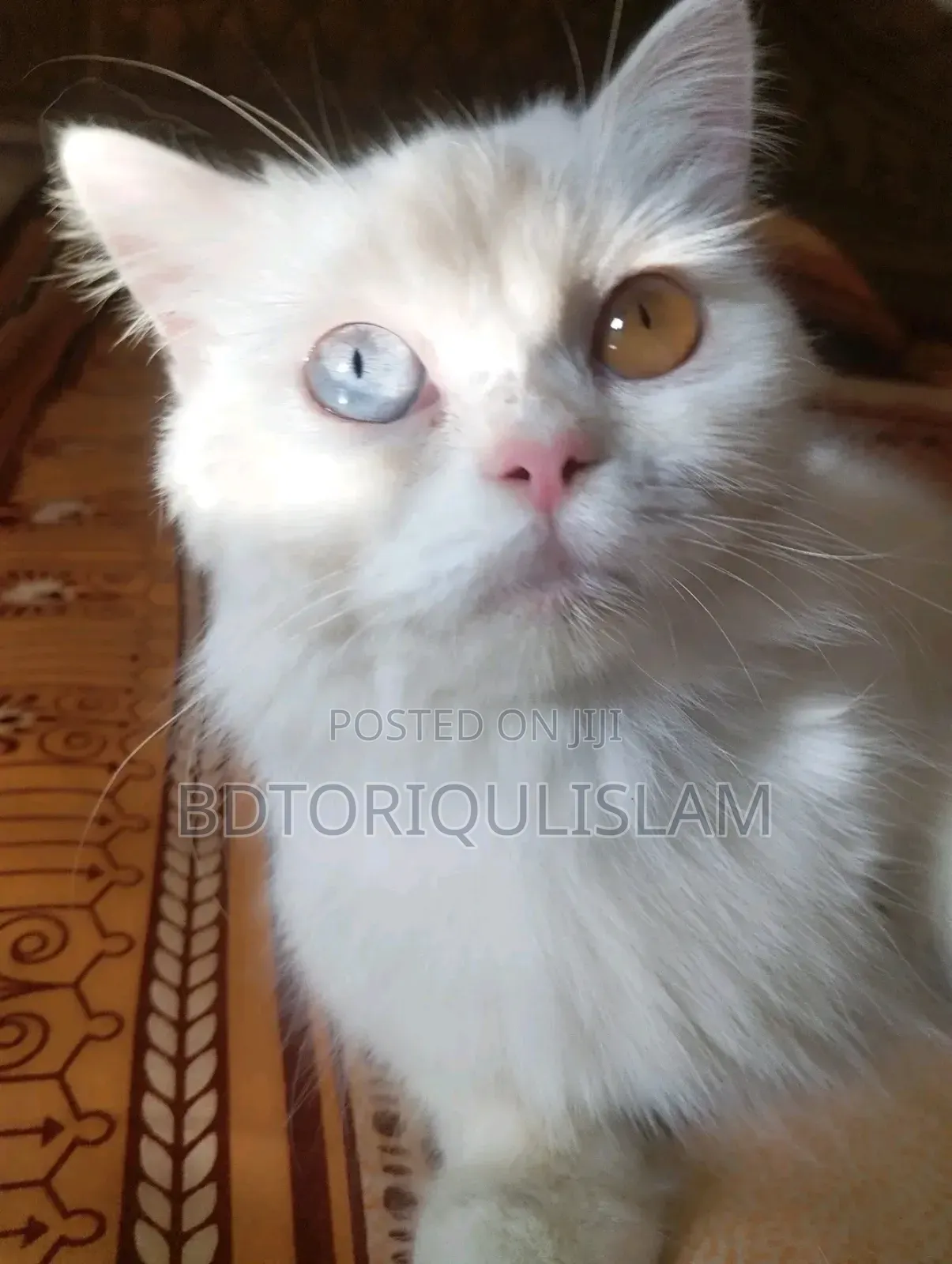 1+ Year Female Purebred Persian