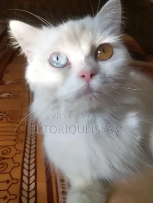 1+ Year Female Purebred Persian