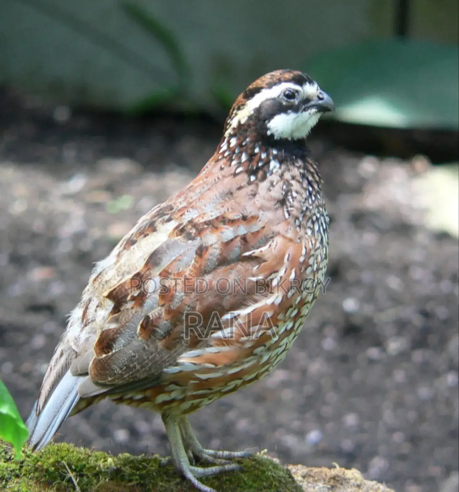 Northern Bobwhite