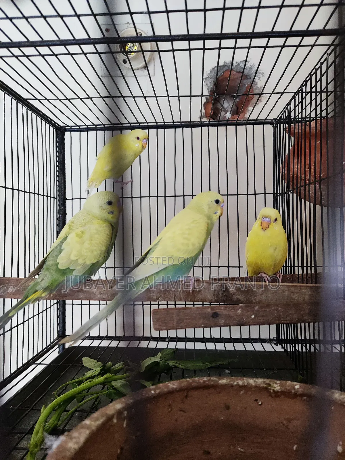 বাজিগর অফার