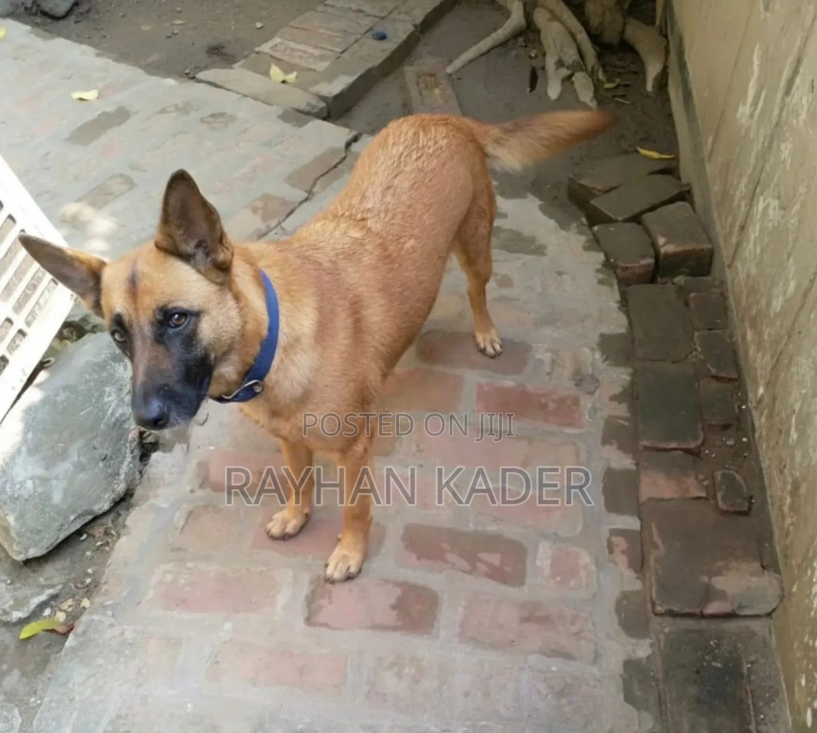 1+ Year Female Mixed Breed German Shepherd