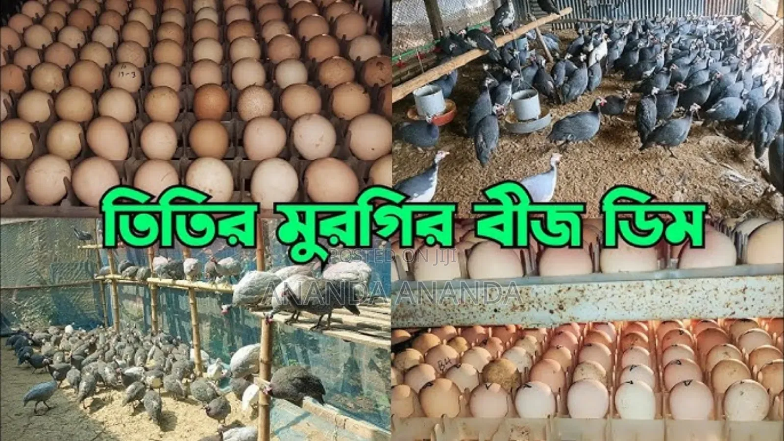 Guinea Fowl Hatching Eggs