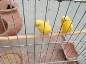 Budgerigar Bird