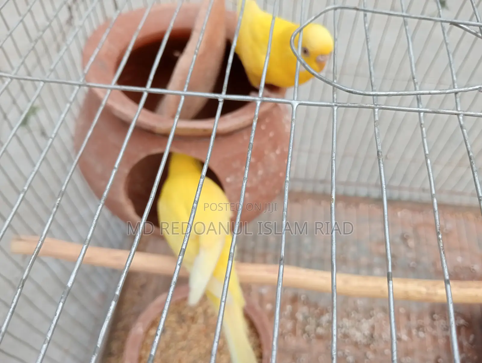 Budgerigar Bird