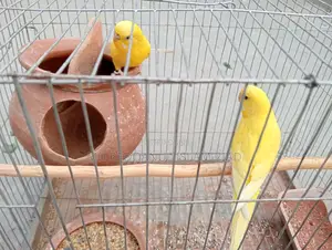 Budgerigar Bird