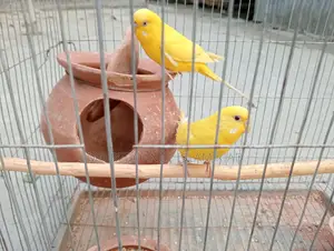 Budgerigar Bird