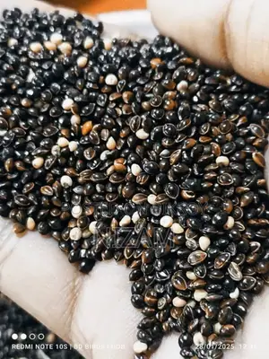 Get All Types of Foreign Birds, Bird Food, Medicine, Cages, and Accessories.