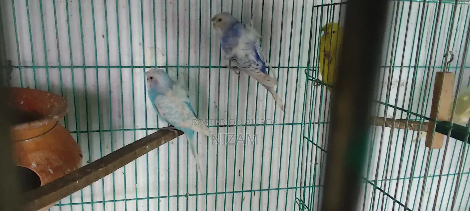 Get All Types of Foreign Birds, Bird Food, Medicine, Cages, and Accessories.