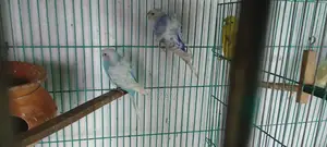 Get All Types of Foreign Birds, Bird Food, Medicine, Cages, and Accessories.