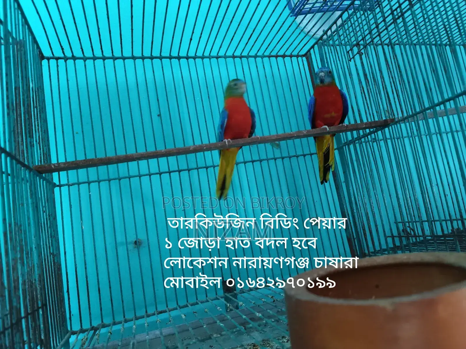 Get All Types of Foreign Birds, Bird Food, Medicine, Cages, and Accessories.