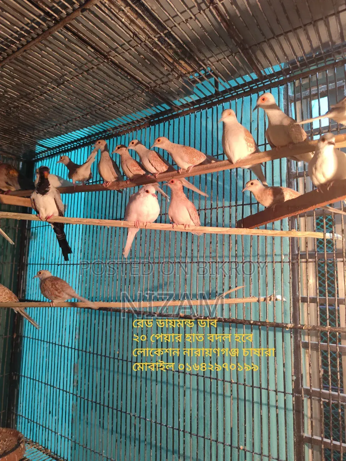 Get All Types of Foreign Birds, Bird Food, Medicine, Cages, and Accessories.