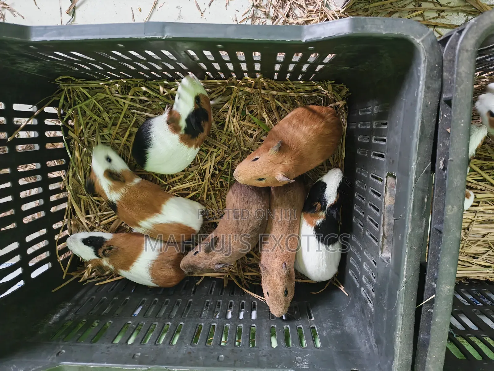 Guinea Pigs for Sale