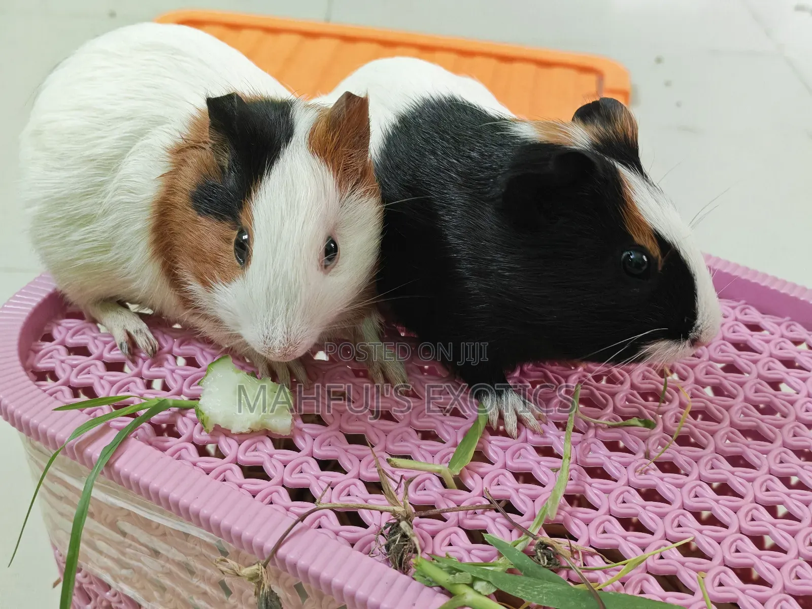 Guinea Pigs for Sale