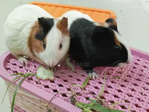 Guinea Pigs for Sale