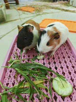 Guinea Pigs for Sale
