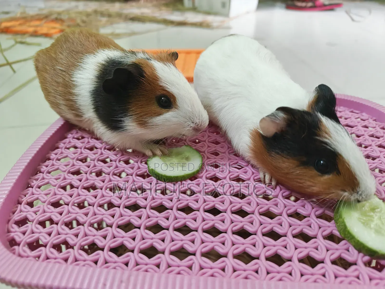Guinea Pigs for Sale