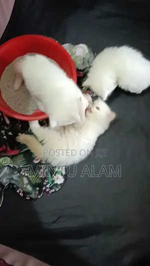 1-3 Months Male Purebred Persian
