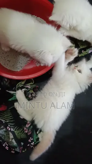 1-3 Months Male Purebred Persian