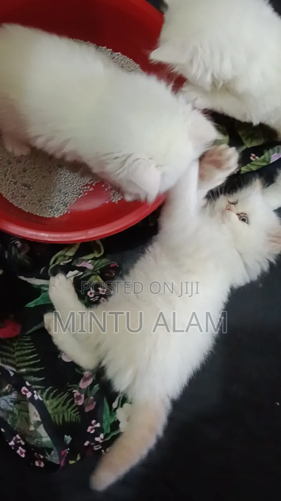 1-3 Months Male Purebred Persian