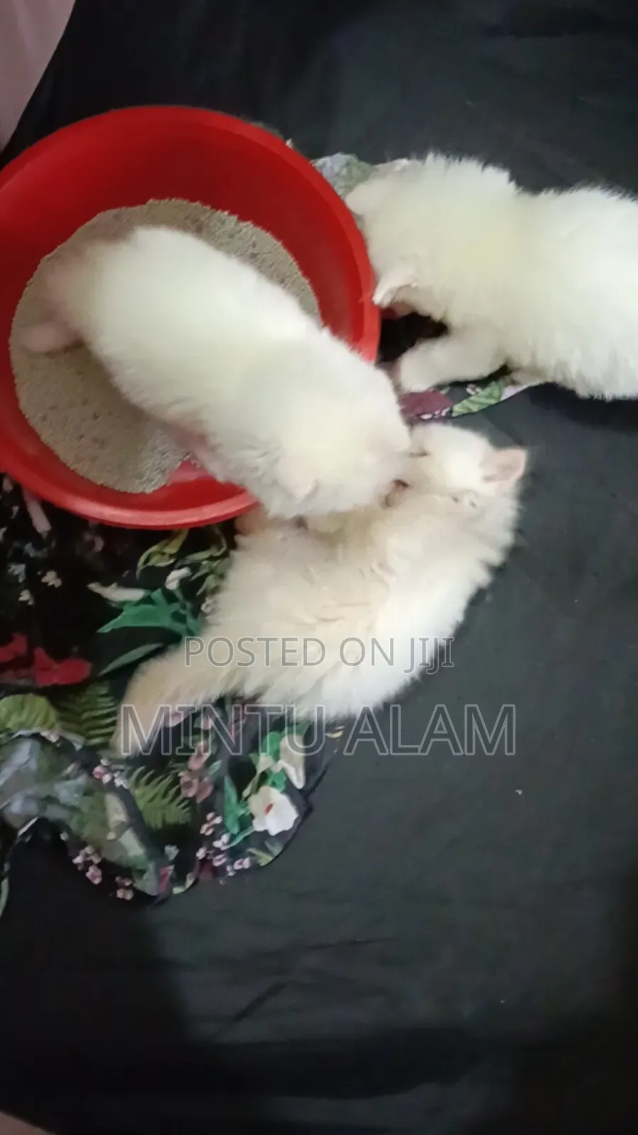 1-3 Months Male Purebred Persian