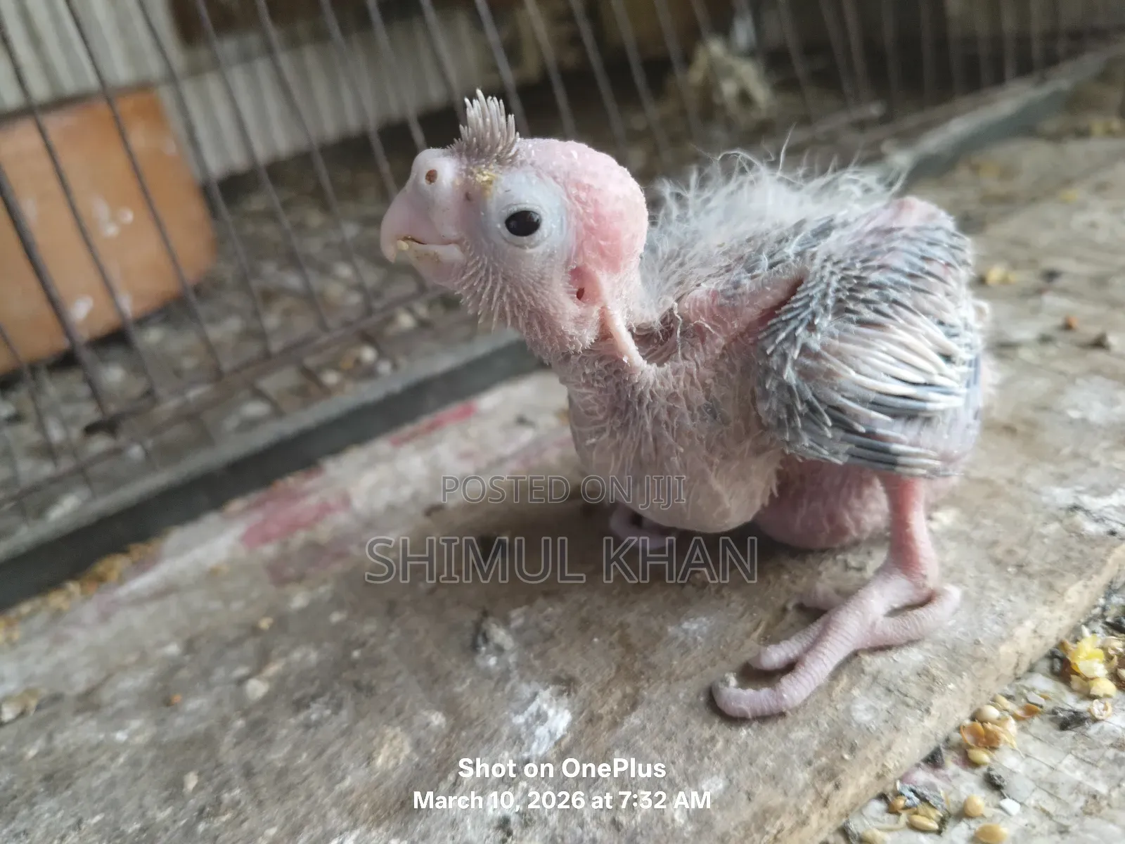 Cockatiel Baby For Sale