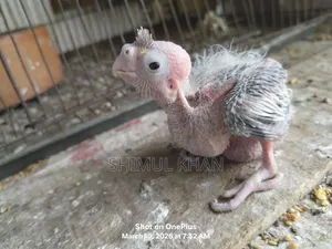 Cockatiel Baby For Sale