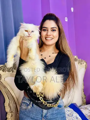 1+ Year Female Purebred Persian