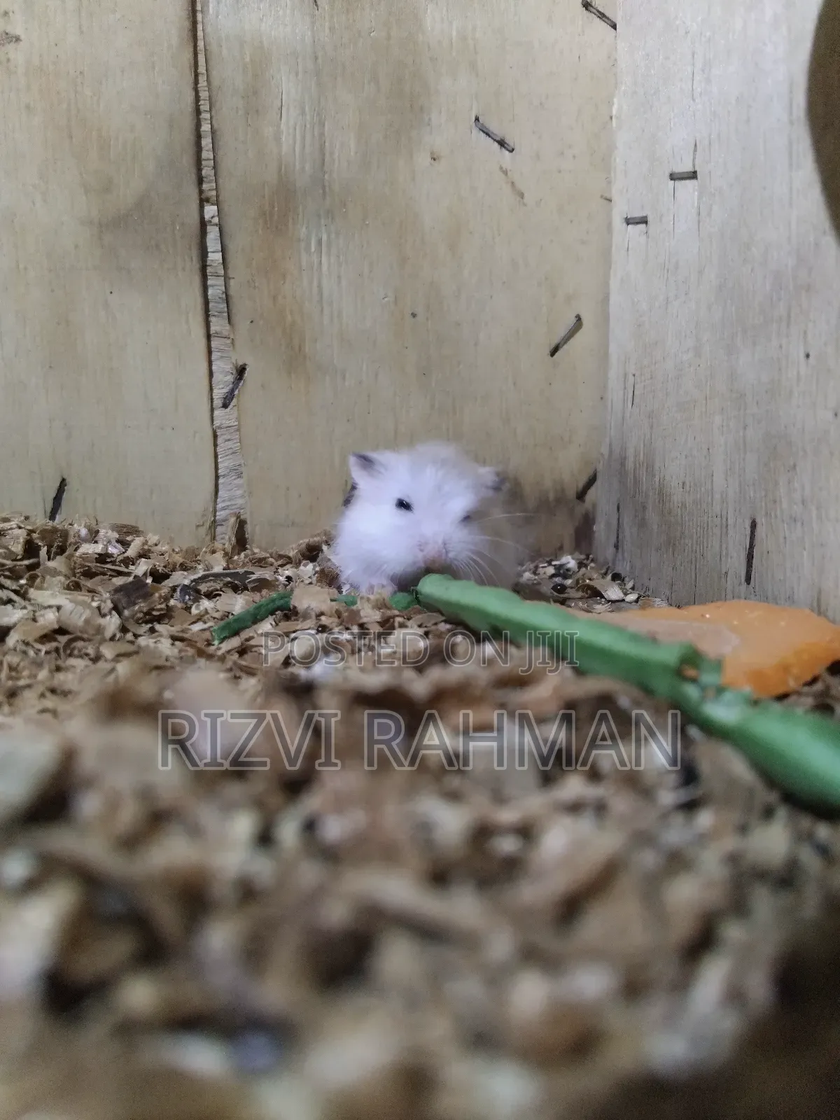 Roborovski Hamster (Hayatzoon)