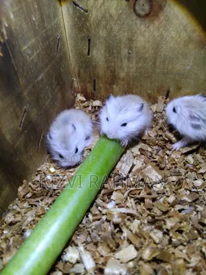 Roborovski Hamster (Hayatzoon)