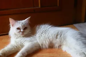 3-6 months Male Purebred Persian