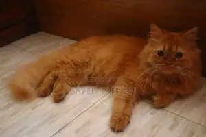 3-6 months Male Purebred Persian