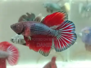 We sell colorful fish