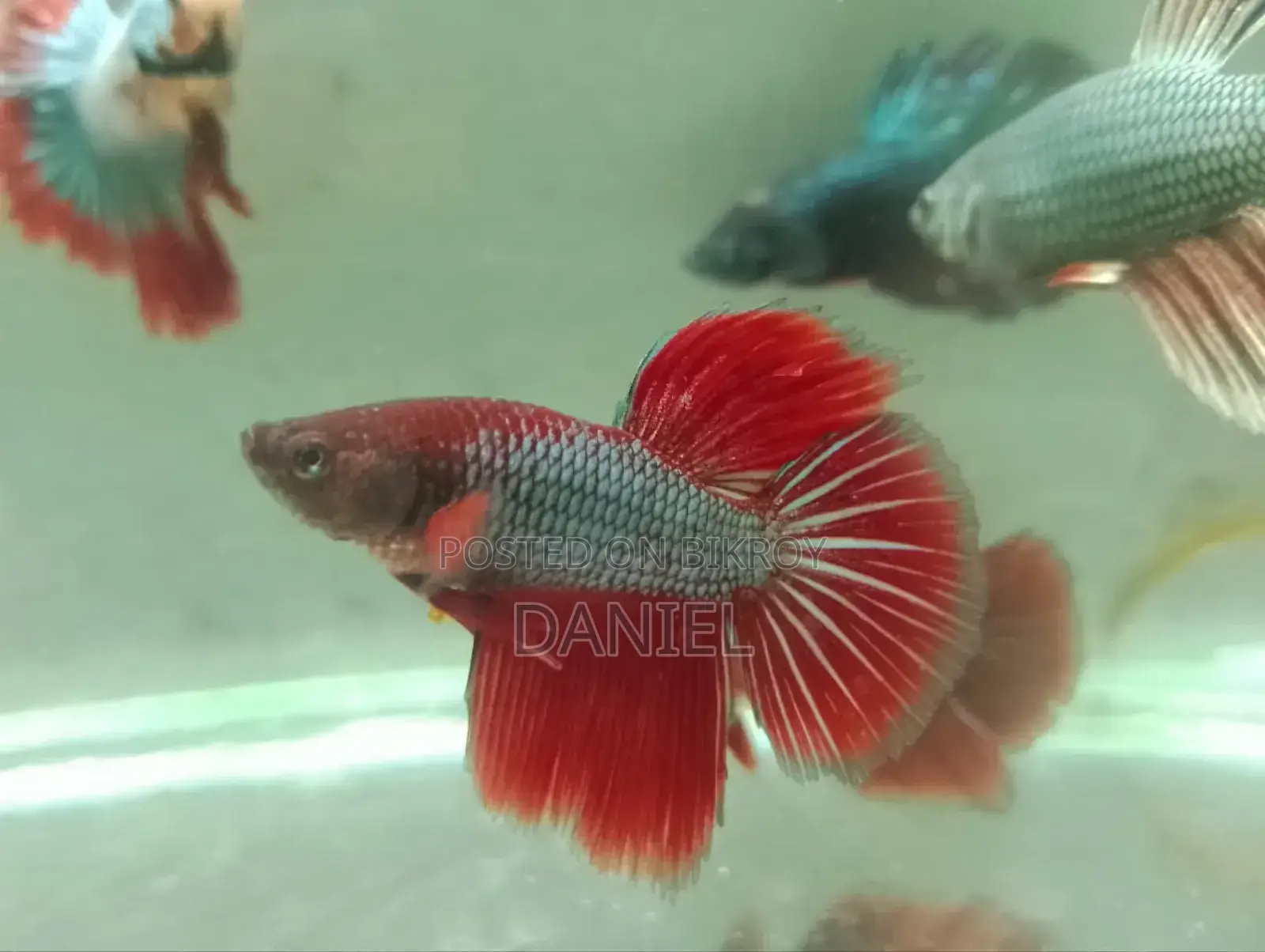 We sell colorful fish