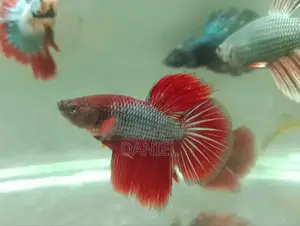 We sell colorful fish